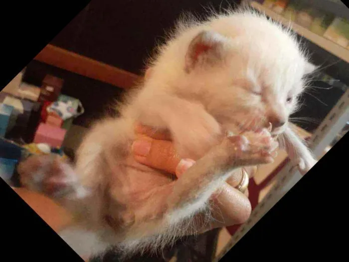 Gato raça Srd idade Abaixo de 2 meses nome Anjinho
