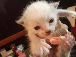 Gato raça Srd idade Abaixo de 2 meses nome Anjinho