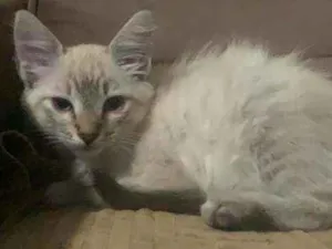 Gato raça SIALATA idade 2 a 6 meses nome Blenda