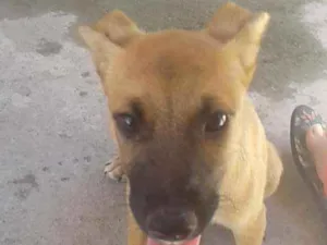 Cachorro raça vira lata idade 2 a 6 meses nome não tem