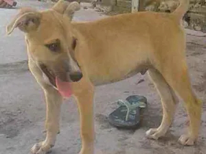 Cachorro raça vira lata idade 2 a 6 meses nome não tem