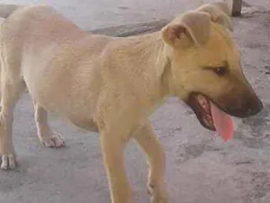 Cachorro raça vira lata idade 2 a 6 meses nome não tem