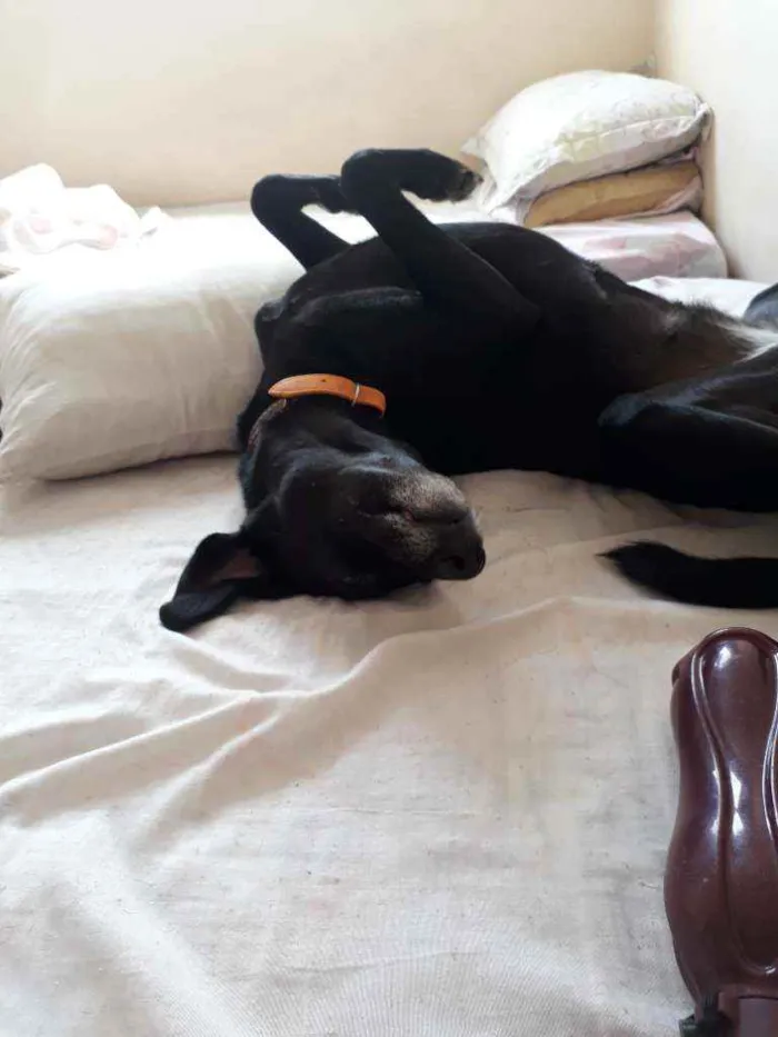 Cachorro ra a Srd idade 4 anos nome Lola