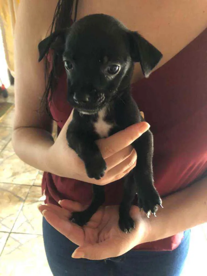 Cachorro ra a SRD idade Abaixo de 2 meses nome Filhotinhas