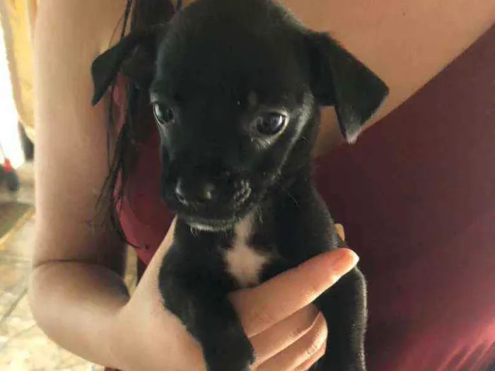 Cachorro ra a SRD idade Abaixo de 2 meses nome Filhotinhas