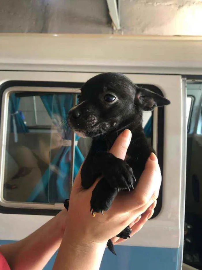 Cachorro ra a SRD idade Abaixo de 2 meses nome Filhotinhas