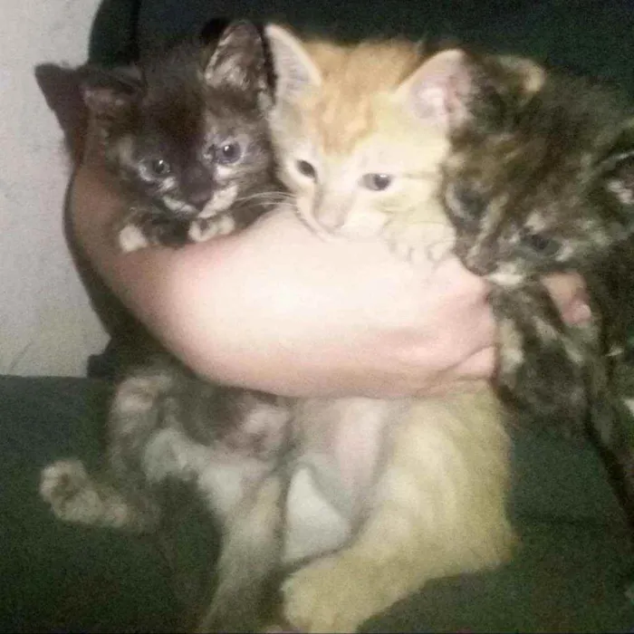 Gato ra a  idade Abaixo de 2 meses nome Fofinhos