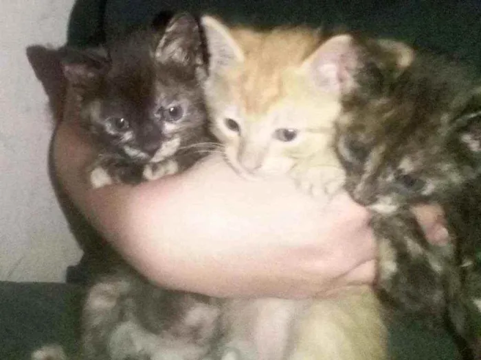 Gato ra a  idade Abaixo de 2 meses nome Fofinhos