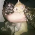 Fofinhos