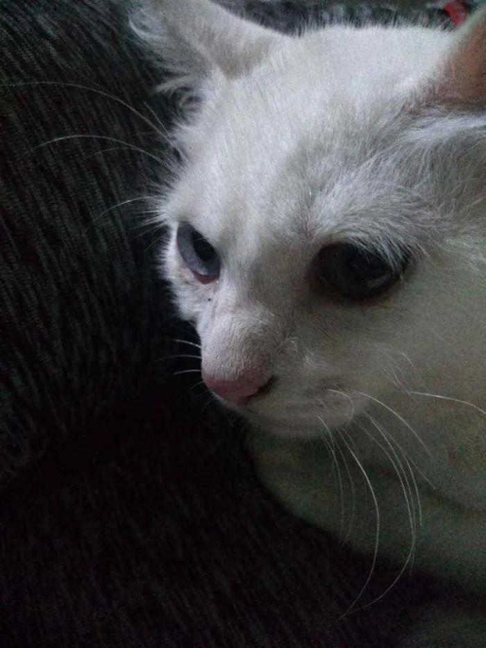 Gato raça Mestiço de Angorá Turco idade 2 a 6 meses nome Snow