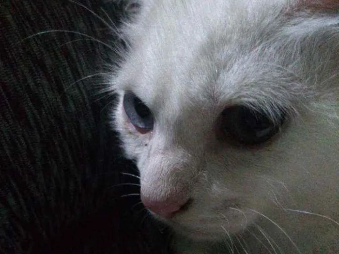 Gato raça Mestiço de Angorá Turco idade 2 a 6 meses nome Snow