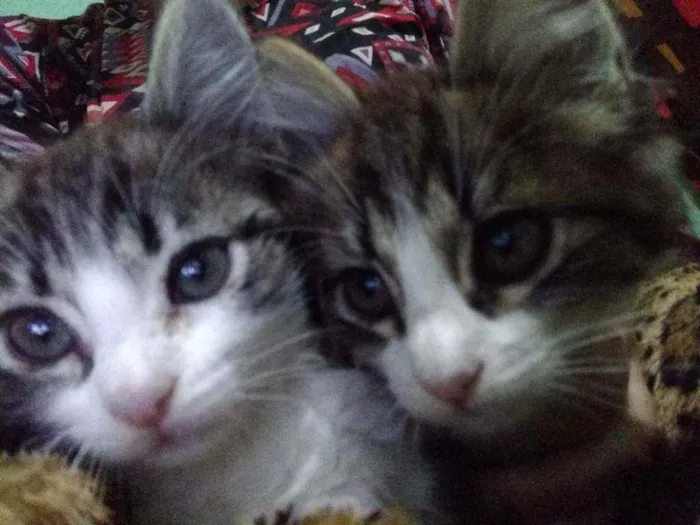 Gato raça Mestiço de Angorá Turco idade 2 a 6 meses nome Pistola e flor