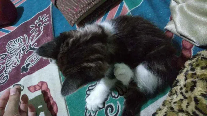 Gato raça Mestiço de Angorá Turco idade 2 a 6 meses nome Pistola e flor