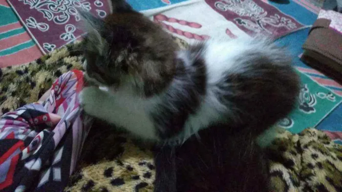 Gato raça Mestiço de Angorá Turco idade 2 a 6 meses nome Pistola e flor