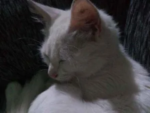 Gato raça Mestiço de Angorá Turco idade 2 a 6 meses nome Snow