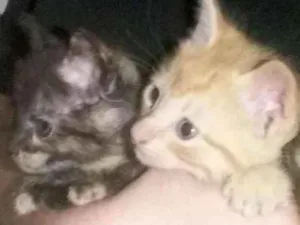 Gato raça  idade Abaixo de 2 meses nome Fofinhos