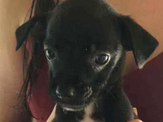 Cachorro ra a SRD idade Abaixo de 2 meses nome Filhotinhas
