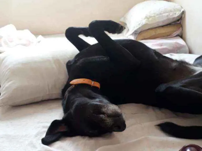 Cachorro ra a Srd idade 4 anos nome Lola