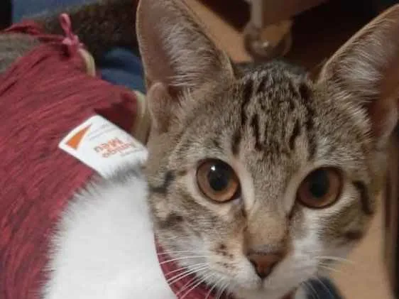 Gato ra a Srd idade 2 a 6 meses nome Matilda