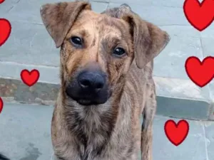 Cachorro raça SRD idade 2 a 6 meses nome Malhadinho