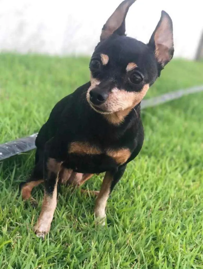 Cachorro ra a Pinscher  idade 6 ou mais anos nome Belinha 