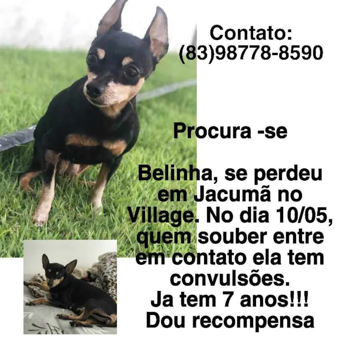 Cachorro ra a Pinscher  idade 6 ou mais anos nome Belinha 