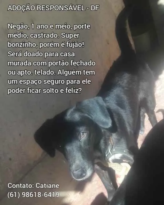 Cachorro ra a SRD idade 1 ano nome Negão