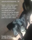 Negão