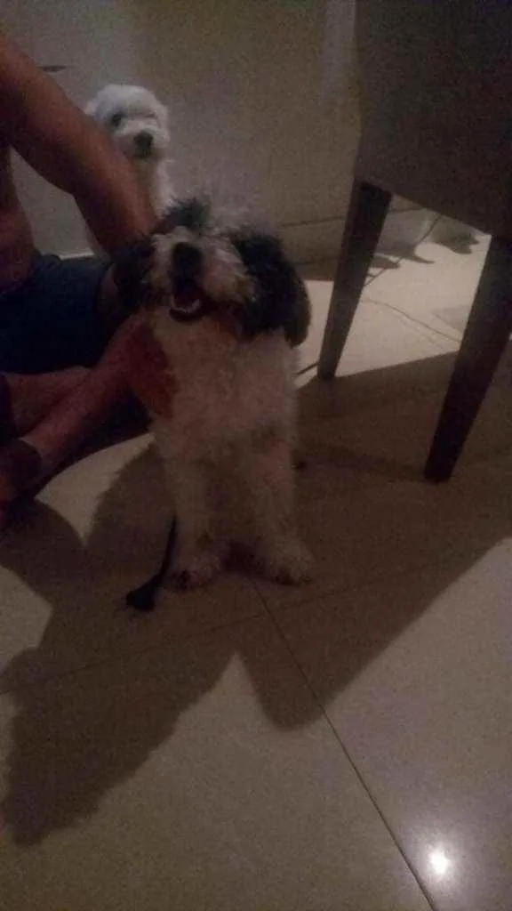 Cachorro ra a SRD idade 7 a 11 meses nome Pompeo