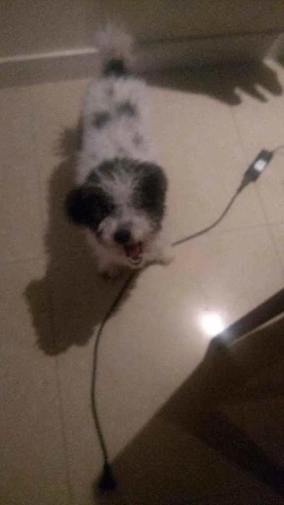 Cachorro ra a SRD idade 7 a 11 meses nome Pompeo