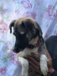 Pandora