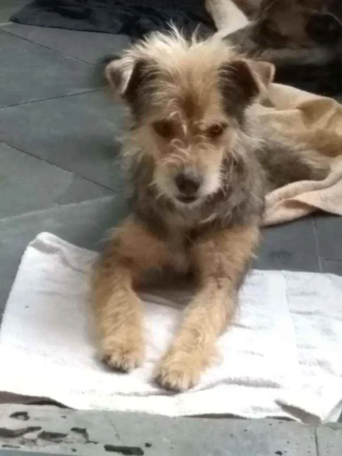 Cachorro ra a srd idade 1 ano nome Raul