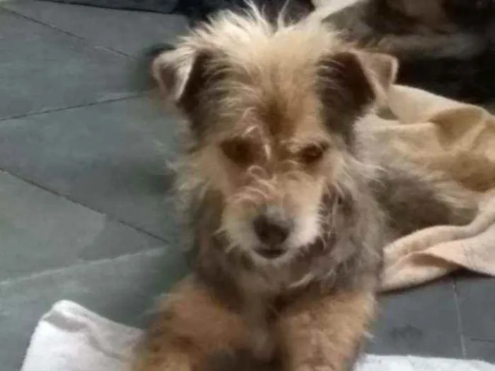Cachorro ra a srd idade 1 ano nome Raul