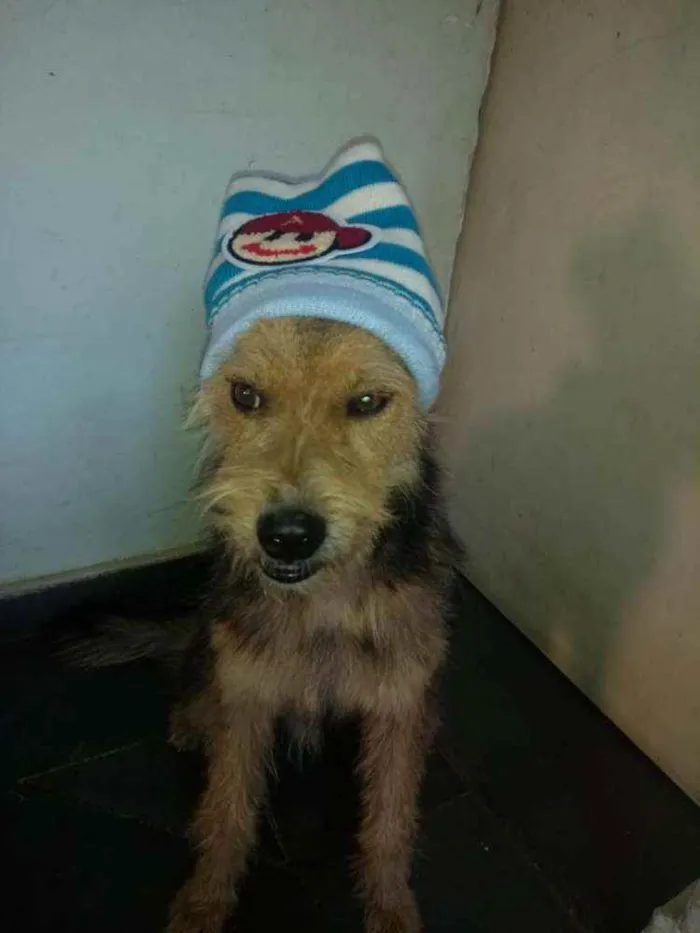 Cachorro ra a srd idade 1 ano nome Raul