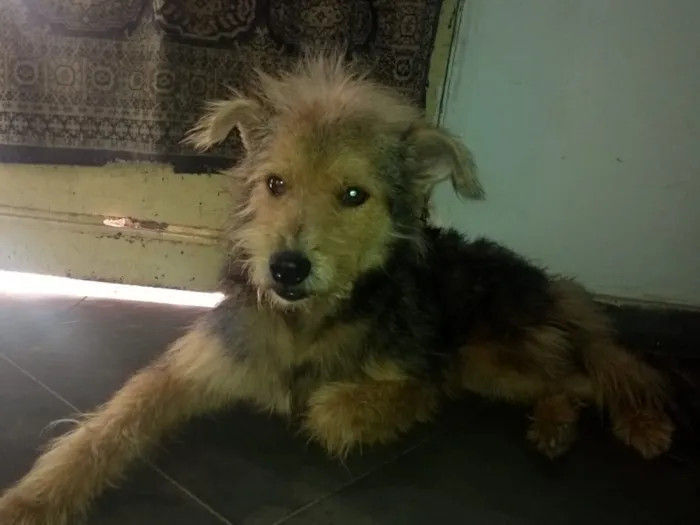 Cachorro ra a srd idade 1 ano nome Raul