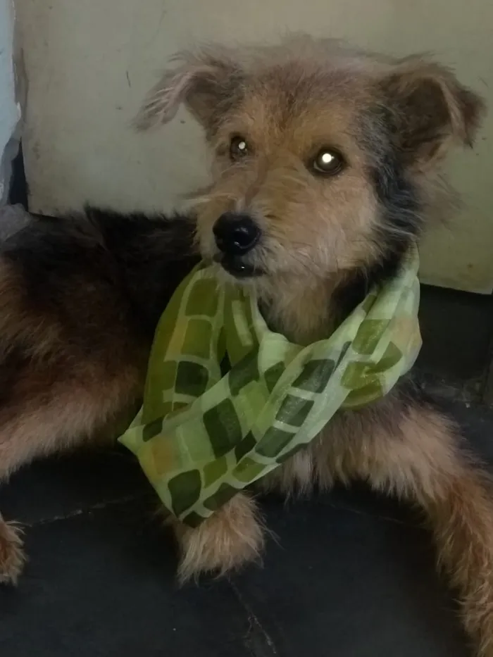 Cachorro ra a srd idade 1 ano nome Raul