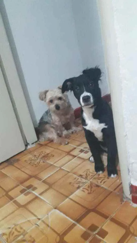 Cachorro ra a SRD idade 2 a 6 meses nome Isac
