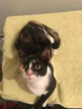 Bibi