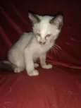 Mili