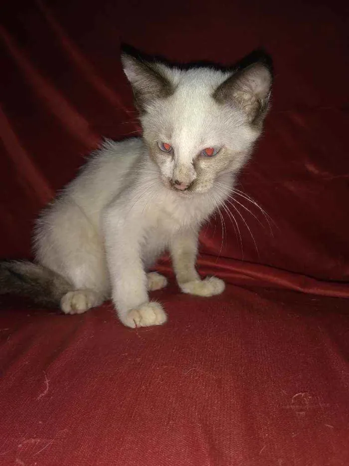 Gato ra a Siamês idade 2 a 6 meses nome Mili