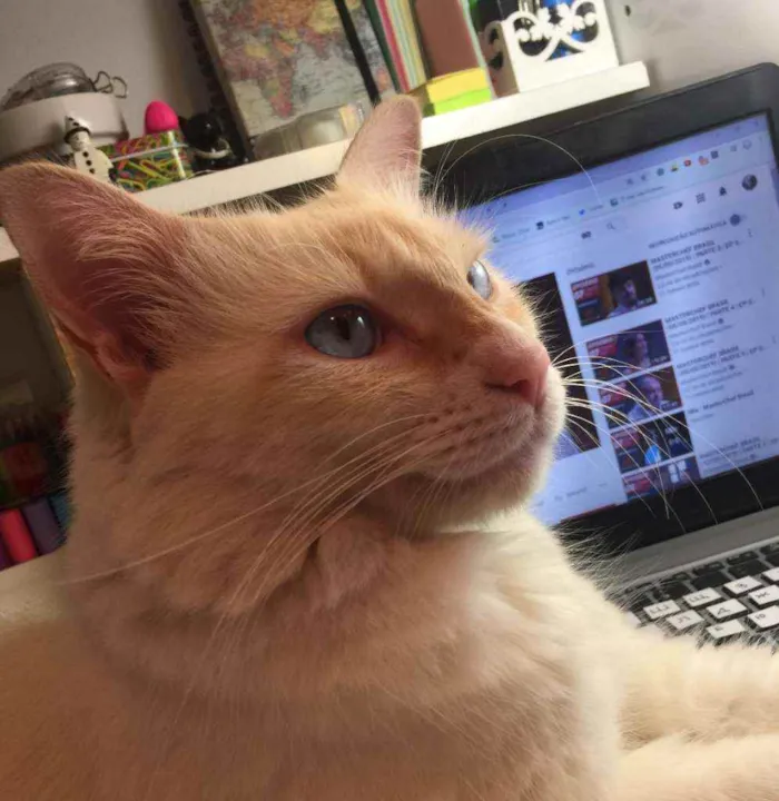 Gato ra a SRD idade 3 anos nome Lion 
