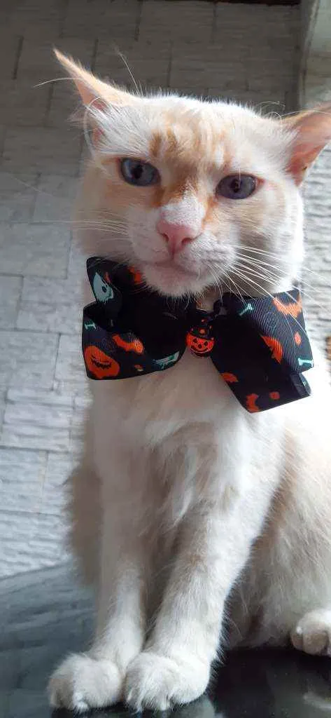 Gato ra a SRD idade 3 anos nome Lion 