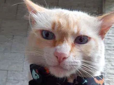 Gato ra a SRD idade 3 anos nome Lion 