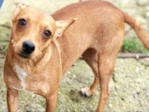 Cachorro raça Mestiça  ( pinscher) idade 2 anos nome Mel ( SURDA ) 