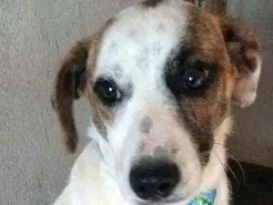 Cachorro raça  idade 1 ano nome Bartolomeu 