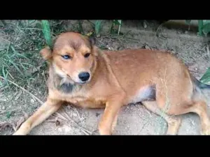 Cachorro raça  idade 7 a 11 meses nome Nina 