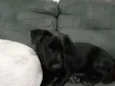 Atende pelo nome de 