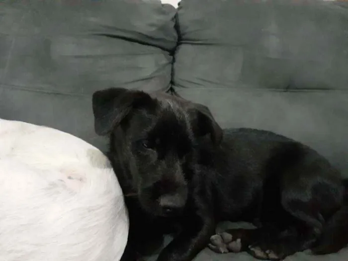 Cachorro ra a Indefinida idade 2 a 6 meses nome Atende pelo nome de 