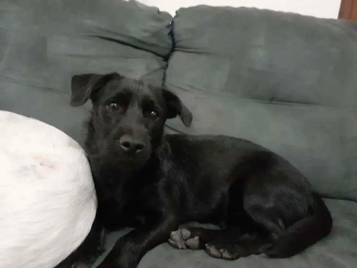 Cachorro ra a Indefinida idade 2 a 6 meses nome Atende pelo nome de 