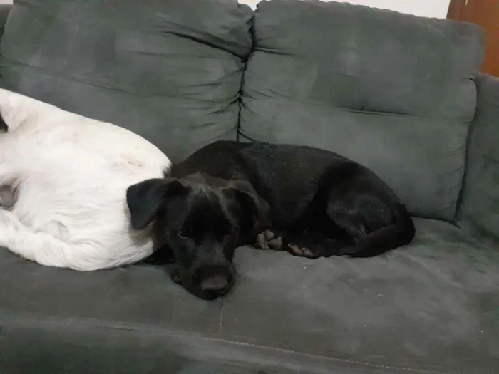 Cachorro ra a Indefinida idade 2 a 6 meses nome Atende pelo nome de 